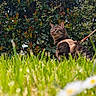 cat, tabby_cat, harness, grass, greenery, flower, daisy, outdoor, nature, pet, animal, leaf, bush, garden, plant, feline, fur, whiskers, leash, alert