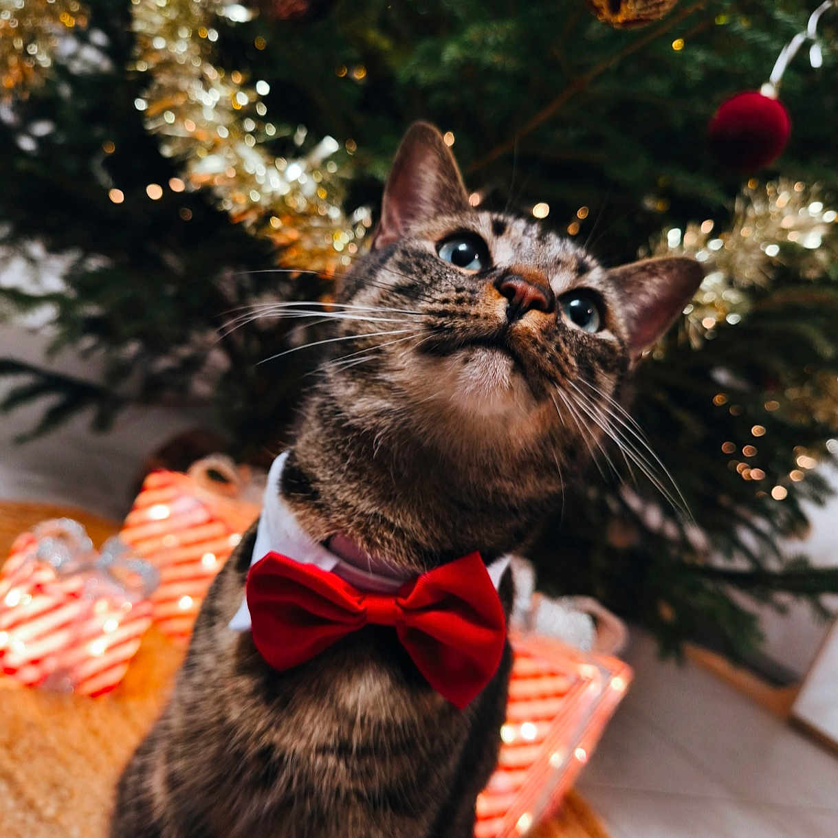 Mochi