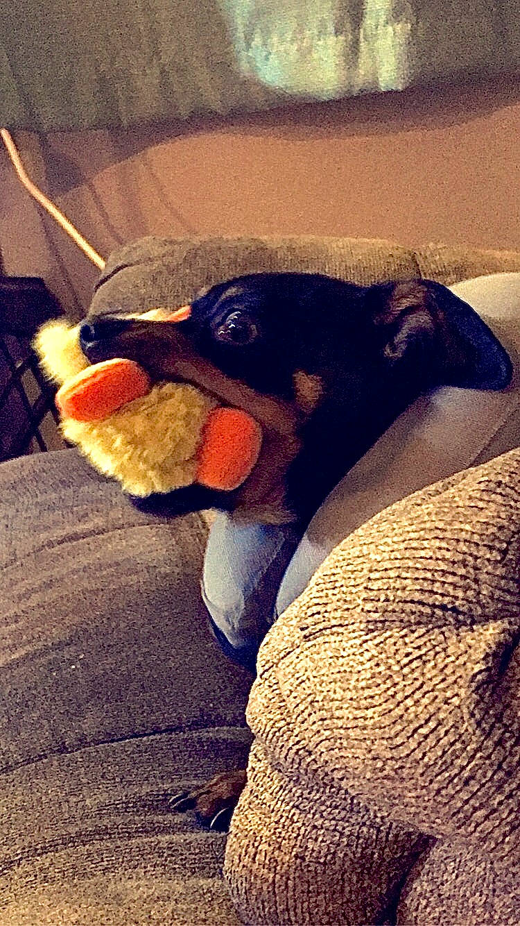 Mavis is registered to the contest to win money with this photo: beak, canidae, carmine, carnivore, cloud, comfort, companion_dog, dog, dog_breed, eyewear, happy, human_leg, paw, selfie, stuffed_toy, tail, tints_and_shades, toy, wing, working_animal