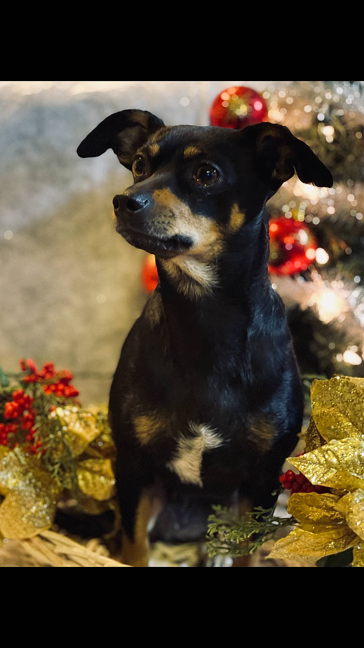 Mavis joined the competition — help win amazing prizes! canidae, carnivore, companion_dog, coquelicot, dog, dog_breed, fawn, flower, grass, guard_dog, pinscher, plant, puppy, snout, sporting_group, terrestrial_animal, toy_dog, whiskers, working_animal, working_dog