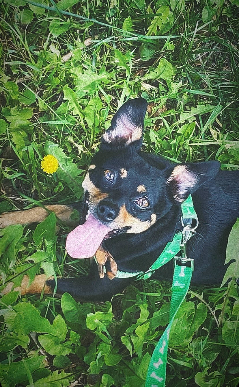 Mavis joined the competition — help win amazing prizes! art, canidae, carnivore, companion_dog, dog, dog_breed, fawn, grass, guard_dog, organism, personal_protective_equipment, plant, prazsky_krysarik, snout, sporting_group, sunglasses, terrestrial_animal, terrestrial_plant, toy_dog, working_animal