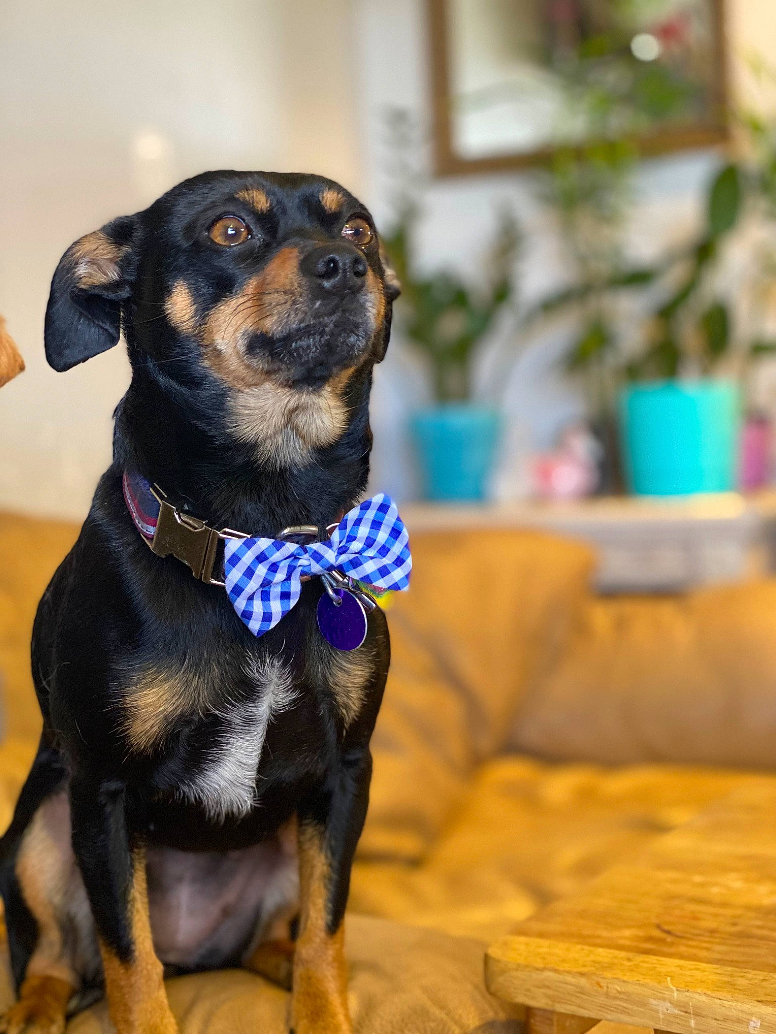 Mavis joined the competition — help win amazing prizes! canidae, carnivore, collar, companion_dog, dog, dog_breed, dog_collar, dog_supply, electric_blue, fawn, fur, houseplant, leash, pet_supply, plant, snout, sporting_group, whiskers, working_animal, working_dog