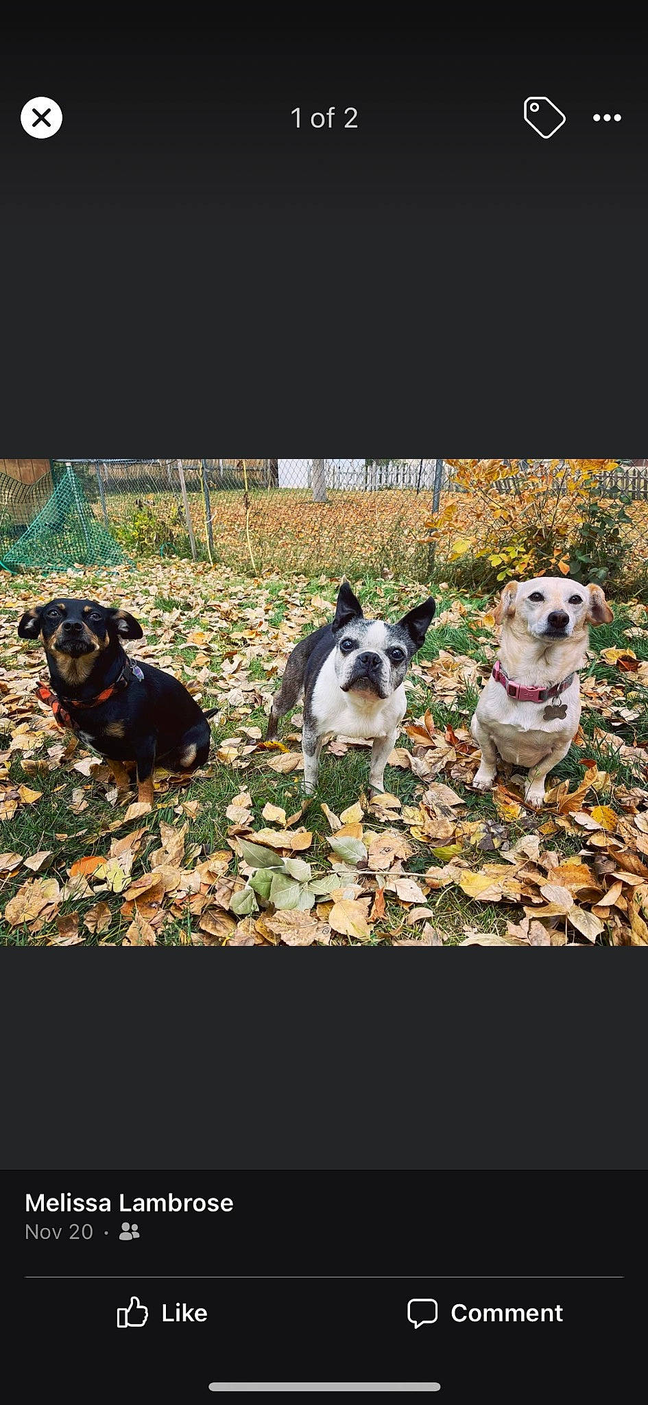 Lucy joined the competition — help win amazing prizes! art, canidae, carnivore, companion_dog, dog, dog_breed, fawn, grass, mammal, non_sporting_group, pet_supply, plant, recipe, rectangle, snout, sporting_group, square, tints_and_shades, working_animal, working_dog