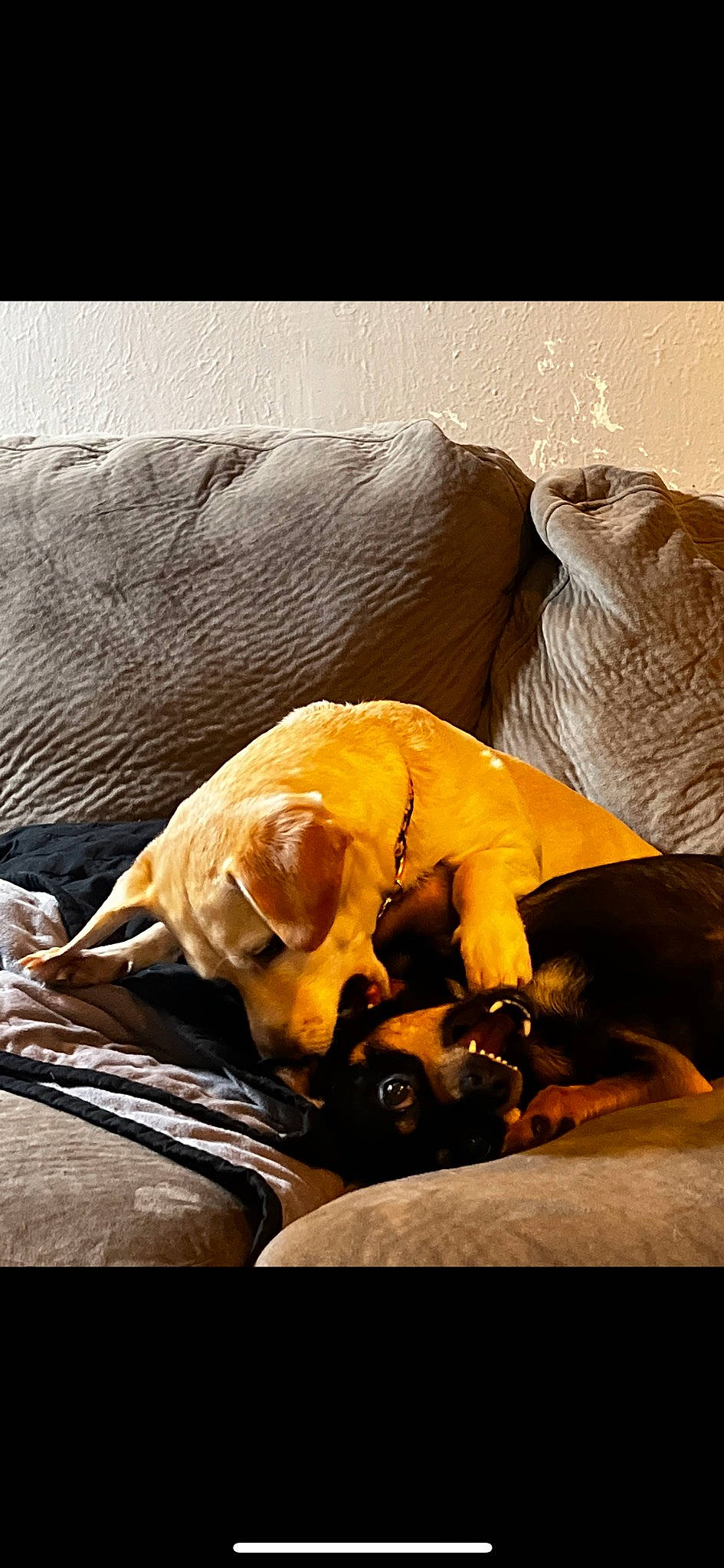 Lucy is registered to the contest to win money with this photo: canidae, carnivore, comfort, companion_dog, dog, dog_breed, fawn, felidae, fur, linens, nap, small_to_medium_sized_cats, snout, sporting_group, tail, terrestrial_animal, whiskers, wildlife, wood, working_animal