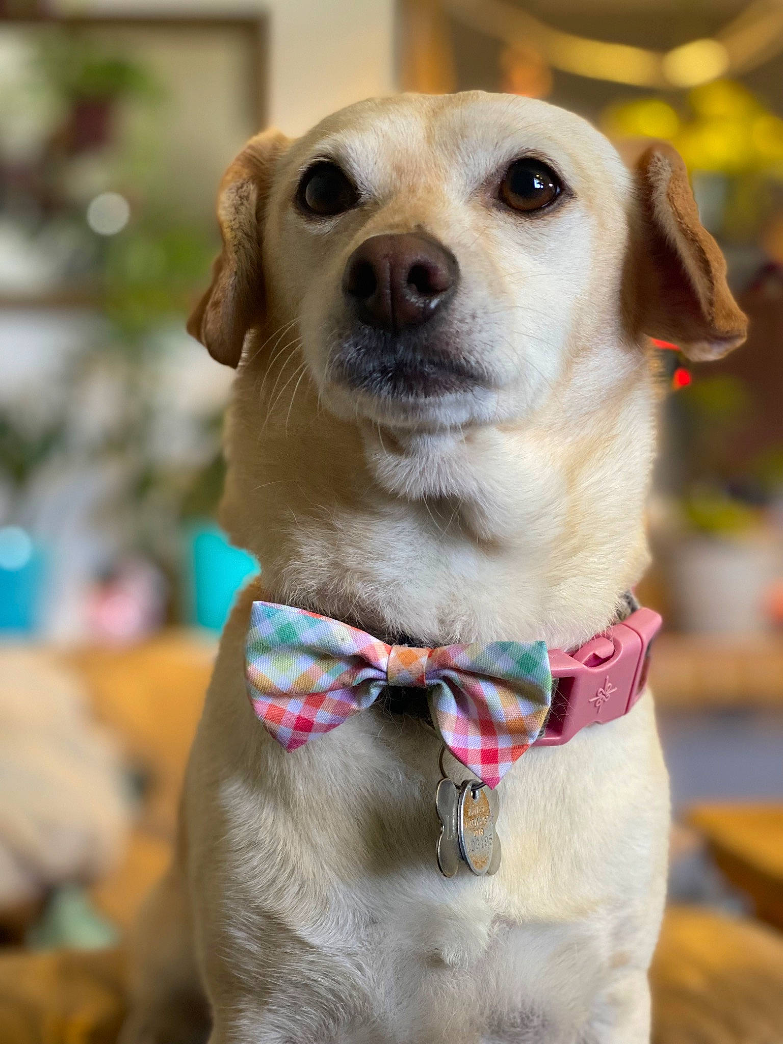 Lucy is registered to the contest to win money with this photo: ancient_dog_breeds, canidae, carnivore, collar, companion_dog, dog, dog_breed, dog_collar, dog_supply, fawn, fur, labrador_retriever, leash, pet_supply, smile, sporting_group, whiskers, working_animal