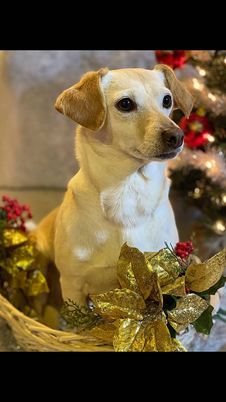 Lucy joined the competition — help win amazing prizes! canidae, carnivore, collar, companion_dog, dog, dog_breed, dog_collar, event, fashion_accessory, fawn, fur, grass, happy, petal, snout, sporting_group, toy, whiskers, working_animal, yellow