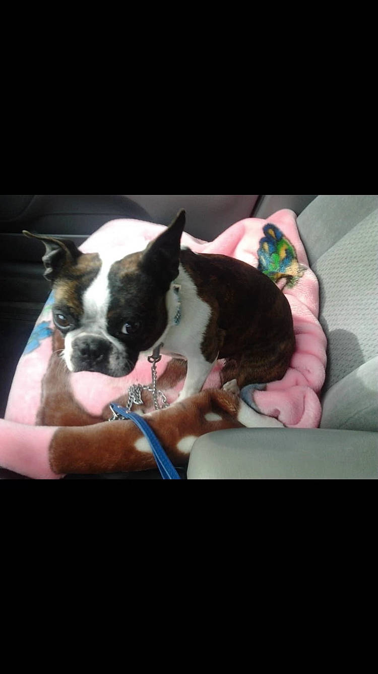 Betsey is registered to the contest to win money with this photo: boston_terrier, canidae, carnivore, comfort, companion_dog, dog, dog_breed, ear, fawn, fur, gesture, human_leg, leg, mammal, sitting, snout, sporting_group, vertebrate, whiskers, working_animal