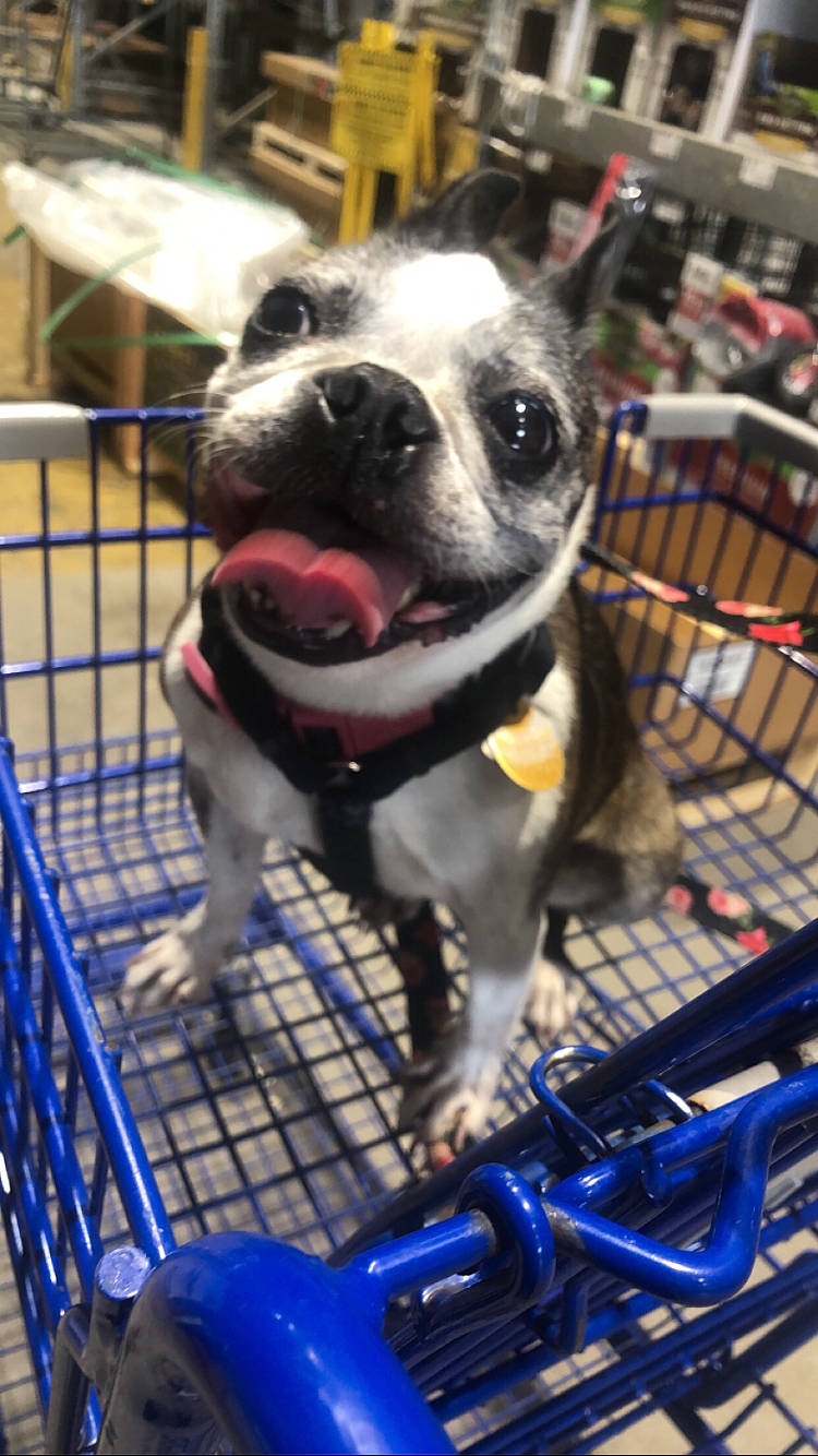 Betsey is registered to the contest to win money with this photo: animal_shelter, blue, carnivore, collar, companion_dog, dog, dog_breed, dog_collar, dog_supply, fawn, market, pet_supply, retail, service, shopping_cart, smile, snout, sporting_group, vertebrate, working_animal