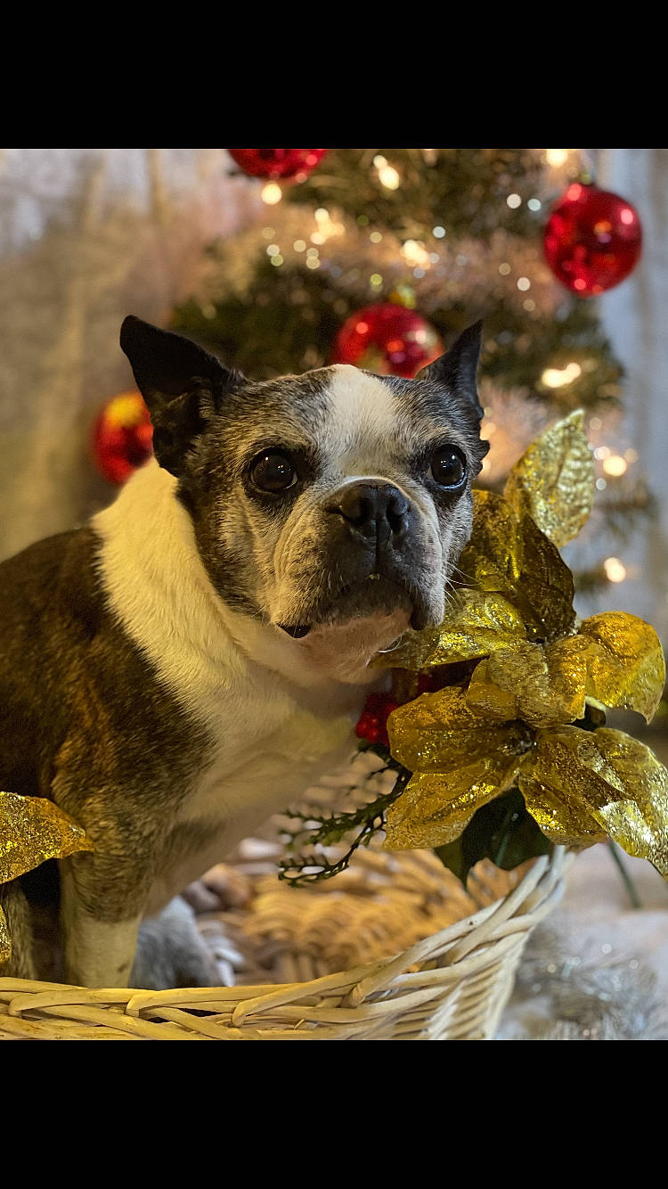 Betsey is registered to the contest to win money with this photo: carnivore, christmas, christmas_decoration, christmas_eve, christmas_ornament, christmas_tree, companion_dog, dog, dog_breed, drinkware, event, fawn, holiday, holiday_ornament, interior_design, ornament, snout, tableware, whiskers, working_animal