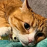 cat, orange_cat, white_cat, pet, feline, close_up, portrait, sleepy, relaxed, blue_eyes, whiskers, pink_nose, fur, striped_fur, blanket, teal_blanket, couch, indoor, cozy, cute