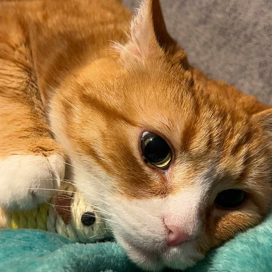 Cheetos