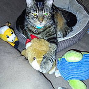 Stripey is registered to the contest to win money with this photo: bed, bell, blanket, brush, cat, collar, couch, flash_camera, fur, green_eyes, indoor, paw, pet, pet_bed, plush_toy, portrait, stuffed_toy, tabby_cat, toys, whiskers