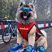 Vasco a rejoint le concours — aidez-le/la à gagner de superbes lots ! dog, running_shoes, sunglasses, red_vest, ironman, bike, outdoor, race_track, sportswear, fluffy, tongue_out, blue_shoes, sunny, trees, pavement, pet, canine, funny_costume, sport_event, active