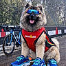 dog, running_shoes, sunglasses, red_vest, ironman, bike, outdoor, race_track, sportswear, fluffy, tongue_out, blue_shoes, sunny, trees, pavement, pet, canine, funny_costume, sport_event, active