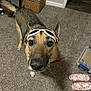 dog, pet, goggles, carpet, slippers, basket, storage_box, plastic_container, floor, indoor, close_up, muzzle, nose, whiskers, eyes, ears, leash, collar, looking_up, household