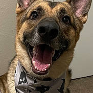 Egon is registered to the contest to win money with this photo: dog, german_shepherd, pet, bandana, tongue_out, teeth, open_mouth, ears_up, black_nose, eyes, fur, indoor, door_knob, wall, carpet, close_up, smiling, happy, portrait, accessory