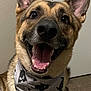 dog, german_shepherd, pet, bandana, tongue_out, teeth, open_mouth, ears_up, black_nose, eyes, fur, indoor, door_knob, wall, carpet, close_up, smiling, happy, portrait, accessory