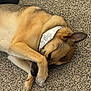 dog, canine, sleeping, paw, ear, nose, fur, bandana, carpet, indoor, pet, lying_down, relaxed, tan, closeup, portrait, cozy, domestic, comfortable, cute