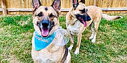 Egon joined the competition — help win amazing prizes! dog, german_shepherd, mixed_breed, bandana, birthday, bubbles, backyard, wooden_fence, grass, tongue_out, ears_up, happy, smiling, pet, animal, sitting, portrait, security_camera, two_dogs, outdoors