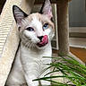 cat, blue_eyes, tongue_out, cat_tree, plush, indoor, pet, animal, cute, feline, whiskers, playful, fur, green_plant, cozy, closeup, curious, soft_lighting, domestic_cat, paws