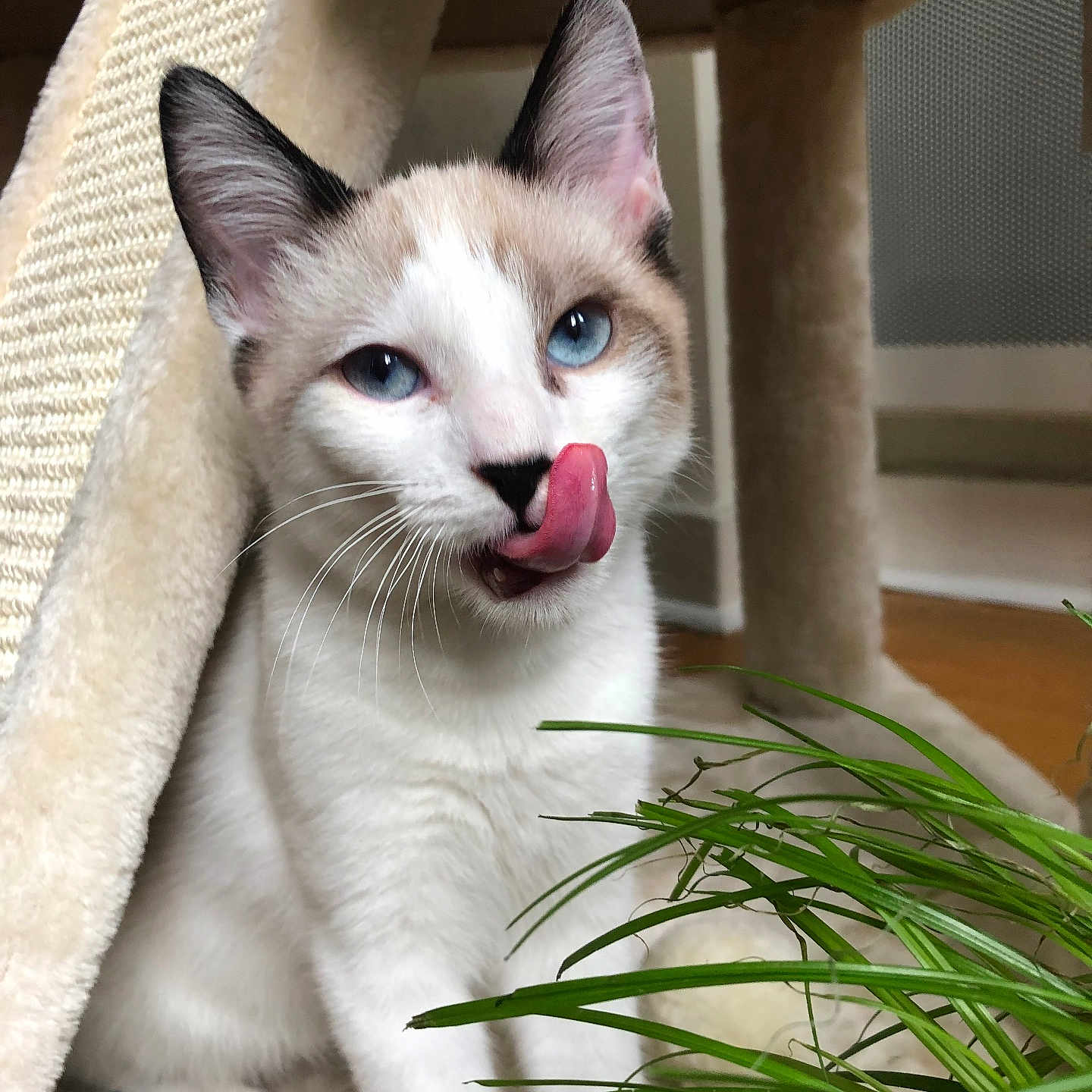Rillette participe au concours pour gagner de l'argent avec cette photo : cat, blue_eyes, tongue_out, cat_tree, plush, indoor, pet, animal, cute, feline, whiskers, playful, fur, green_plant, cozy, closeup, curious, soft_lighting, domestic_cat, paws