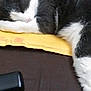 Yoda is registered to the contest to win money with this photo: cat, sleeping, black_and_white, feline, pet, cozy, resting, indoor, envelope, yellow, remote_control, fur, whiskers, paw, relaxation, domestic_animal, close_up, quiet, soft, nap