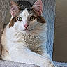 Yoda is registered to the contest to win money with this photo: alert, animal, carpeted_surface, cat, closeup, cute, domestic_cat, ears, feline, fluffy, indoor, paws, perch, pet, portrait, relaxed, resting, tabby_markings, whiskers, white_fur