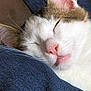 cat, sleeping, close_up, pink_nose, whiskers, white_fur, brown_fur, ear, tongue, cozy, fabric, resting, nap, cute, pet, animal, indoor, relaxation, soft, peaceful