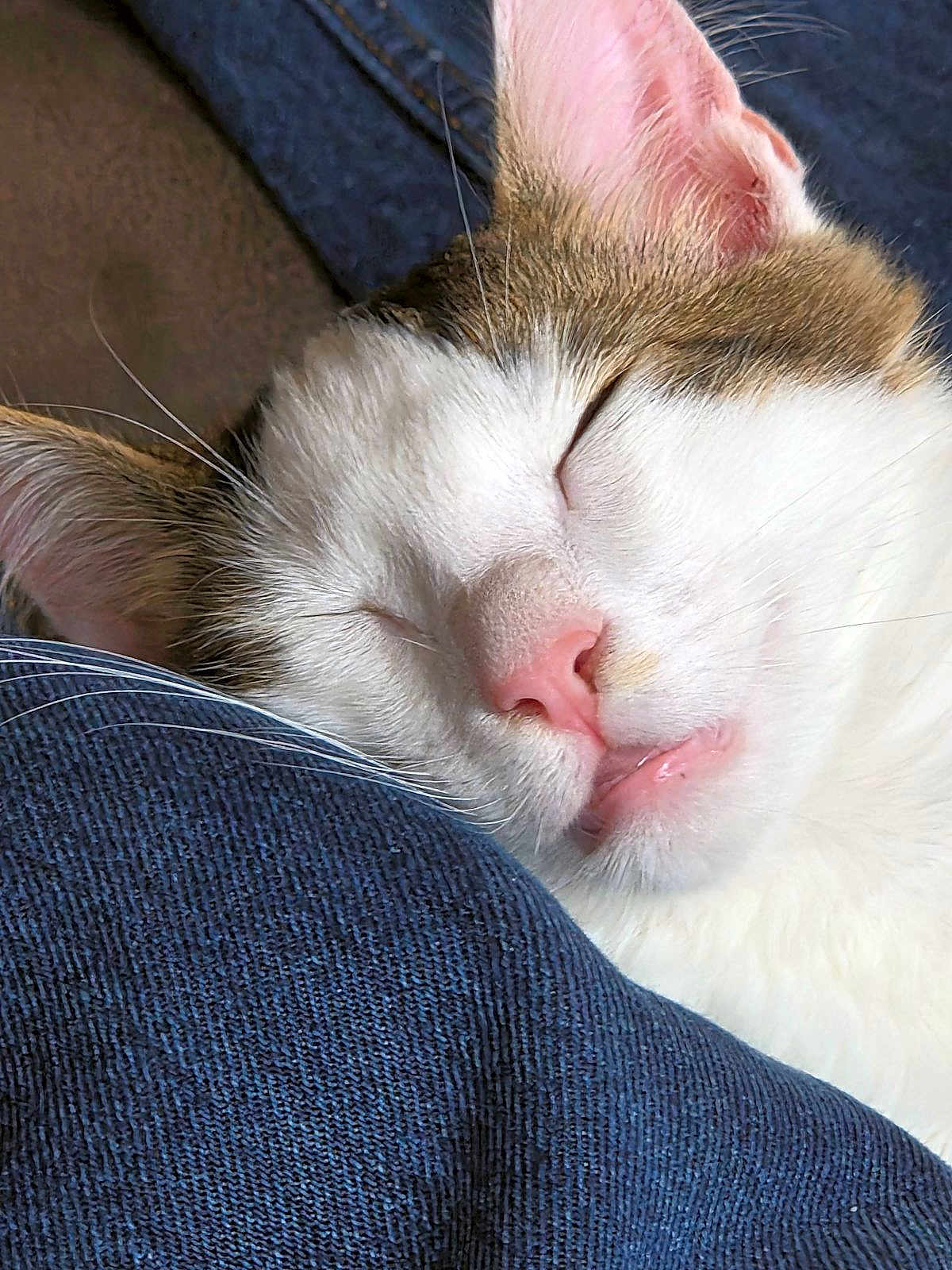Yoda joined the competition — help win amazing prizes! cat, sleeping, close_up, pink_nose, whiskers, white_fur, brown_fur, ear, tongue, cozy, fabric, resting, nap, cute, pet, animal, indoor, relaxation, soft, peaceful