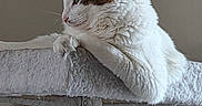 Yoda joined the competition — help win amazing prizes! animal, animal_portrait, cat, cat_tree, domestic_cat, ears, feline, fur, indoor, looking_away, paws, pet, relaxed, resting, side_view, soft_texture, tabby, tail, whiskers, white_cat