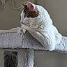 animal, animal_portrait, cat, cat_tree, domestic_cat, ears, feline, fur, indoor, looking_away, paws, pet, relaxed, resting, side_view, soft_texture, tabby, tail, whiskers, white_cat
