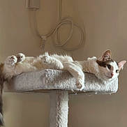 Yoda is registered to the contest to win money with this photo: animal, calm, cat, cat_tree, cords, cute, device, ears, feline, fur, home, indoor, lounging, paws, pet, platform, relaxed, resting, wall, whiskers