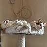 animal, calm, cat, cat_tree, cords, cute, device, ears, feline, fur, home, indoor, lounging, paws, pet, platform, relaxed, resting, wall, whiskers
