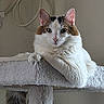 Yoda is registered to the contest to win money with this photo: animal, brown, carpeted, cat, cat_tree, ears, face, feline, fluffy, fur, indoor, lounge, paw, pet, portrait, relaxed, resting, tail, whiskers, white