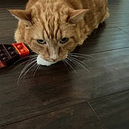 Creamy joined the competition — help win amazing prizes! cat, ginger_cat, toy, floor, wooden_floor, whiskers, pet, indoor, animal, curious, closeup, feline, playful, domestic_cat, ears, eyes, muzzle, crouching, focus, home