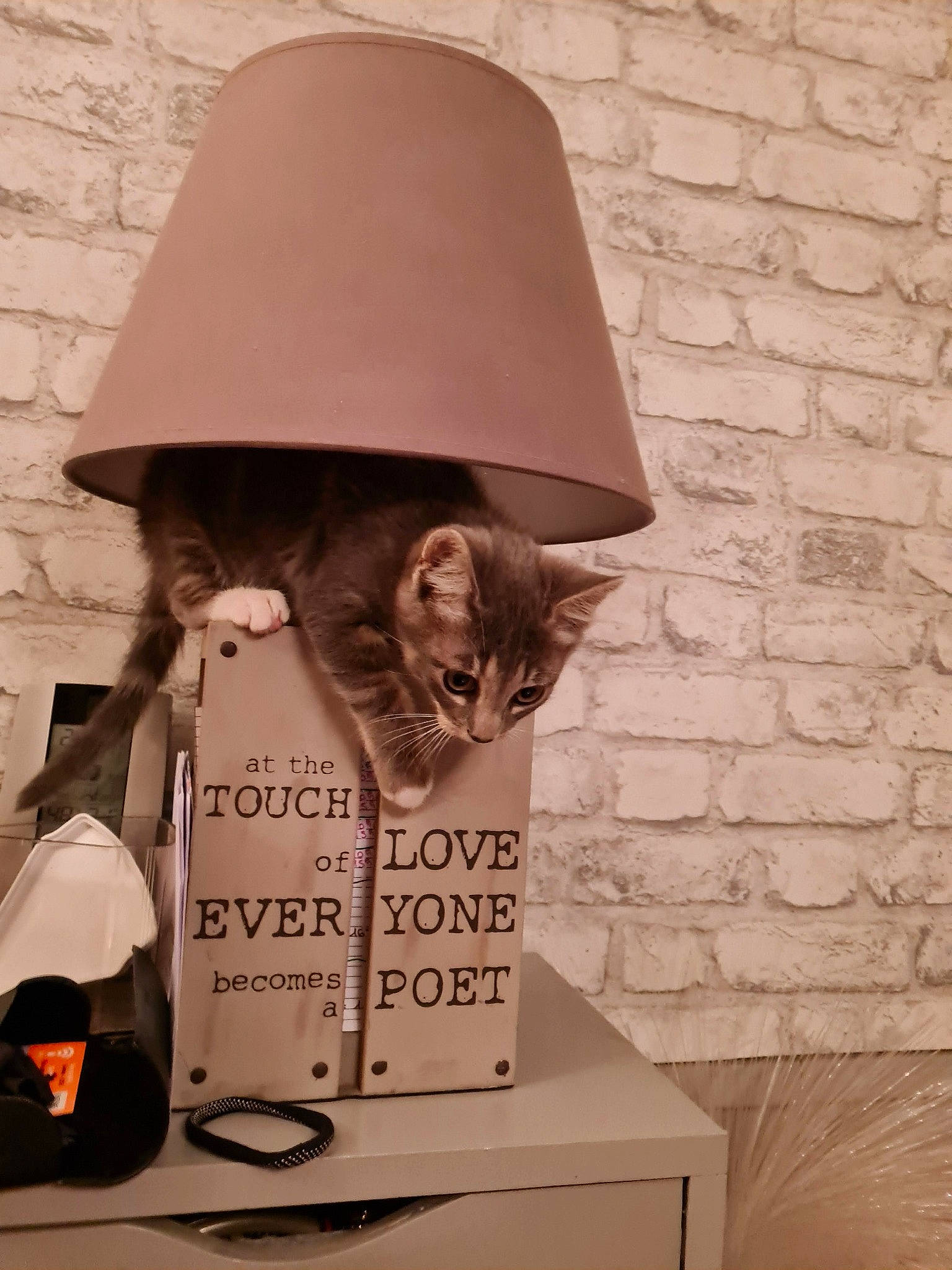 Baileys participe au concours pour gagner de l'argent avec cette photo : carnivore, cat, fashion_accessory, felidae, font, fruit, hat, headgear, lamp, lampshade, moustache, packaging_and_labeling, paper, paper_bag, paper_product, room, small_to_medium_sized_cats, tints_and_shades, whiskers, wood