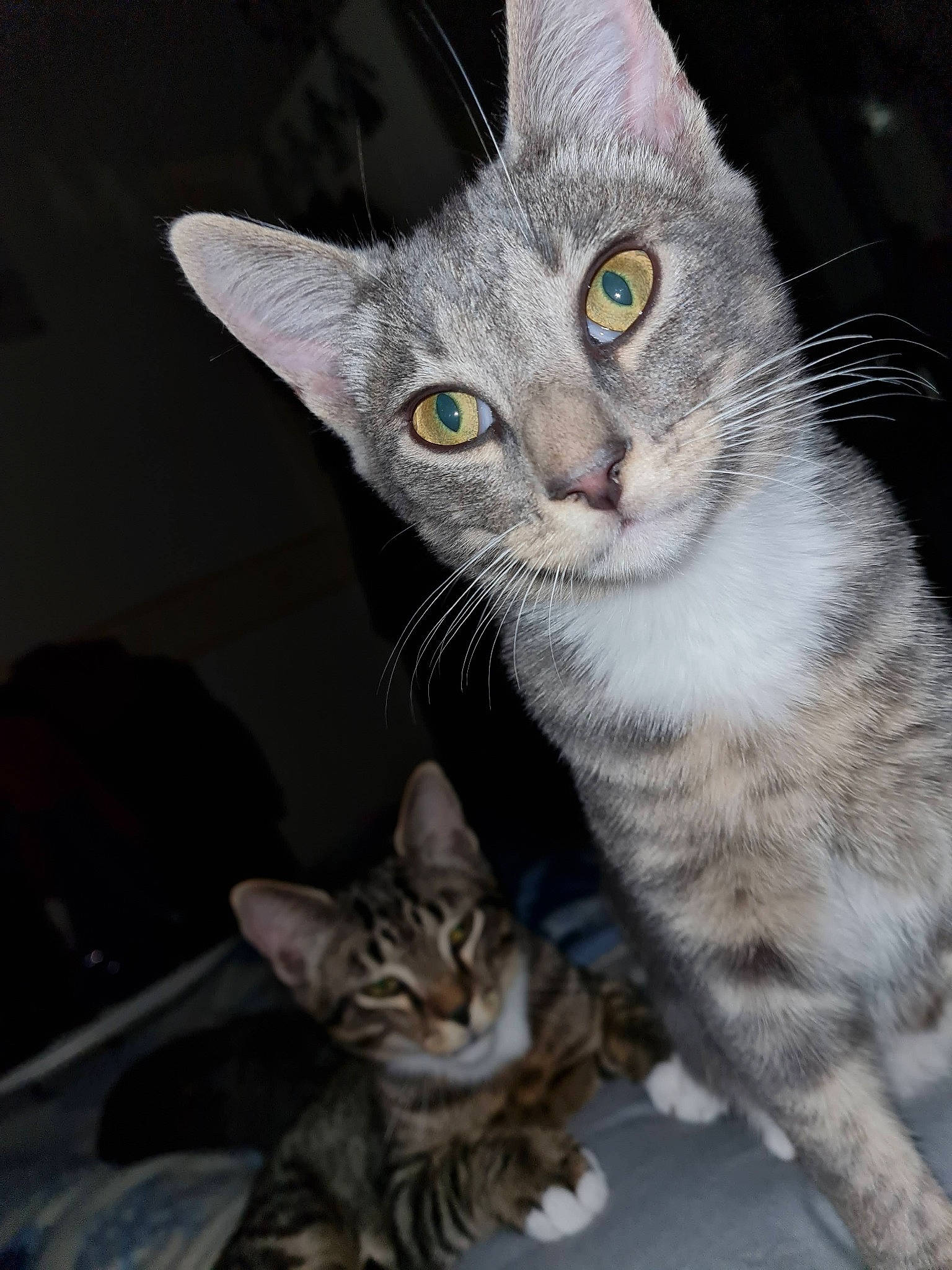 Baileys a rejoint le concours — aidez-le/la à gagner de superbes lots ! art, carnivore, cat, cat_toy, claw, domestic_short_haired_cat, felidae, fur, paw, photo_caption, small_to_medium_sized_cats, snout, tail, whiskers