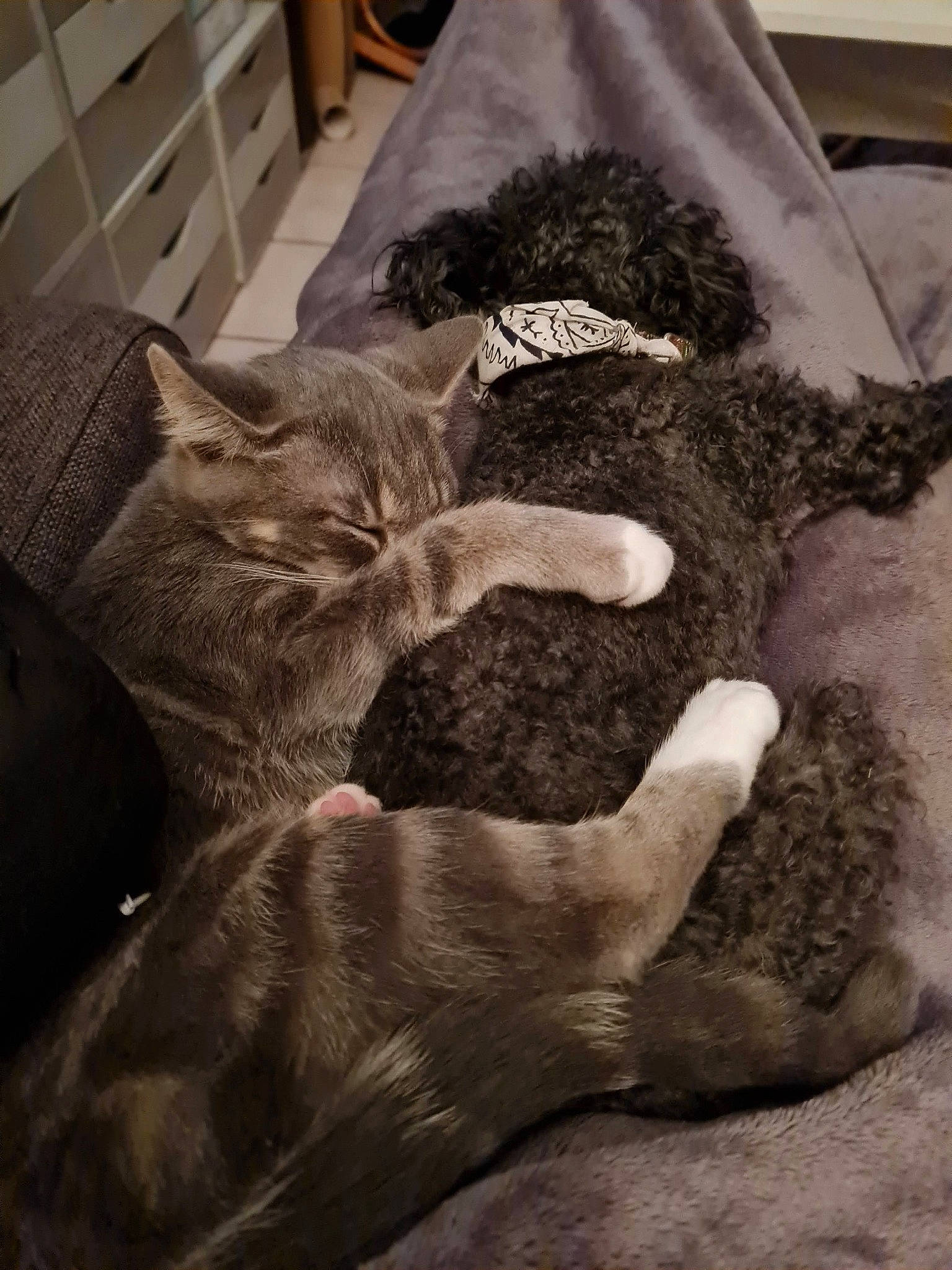 Litzy a rejoint le concours — aidez-le/la à gagner de superbes lots ! cabinetry, canidae, carnivore, cat, comfort, dog_breed, fawn, felidae, flooring, fur, gesture, grey, human_leg, small_to_medium_sized_cats, snout, tail, vertebrate, whiskers, wood, wool