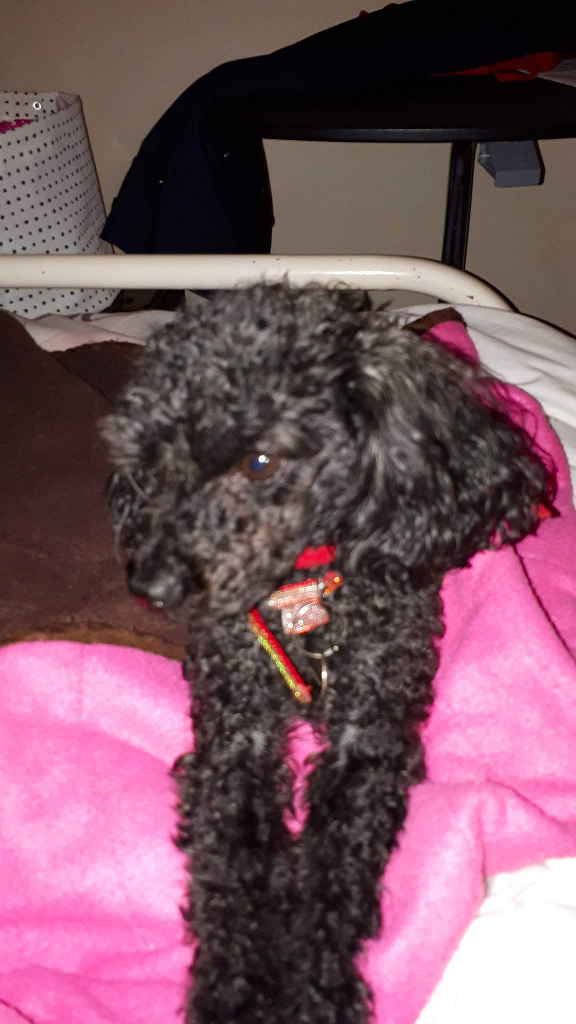 Litzy a rejoint le concours — aidez-le/la à gagner de superbes lots ! canidae, carnivore, collar, companion_dog, dog, dog_breed, dog_supply, fur, liver, magenta, pet_supply, pink, poodle, snout, sporting_group, terrestrial_animal, terrier, toy_dog, water_dog, working_animal