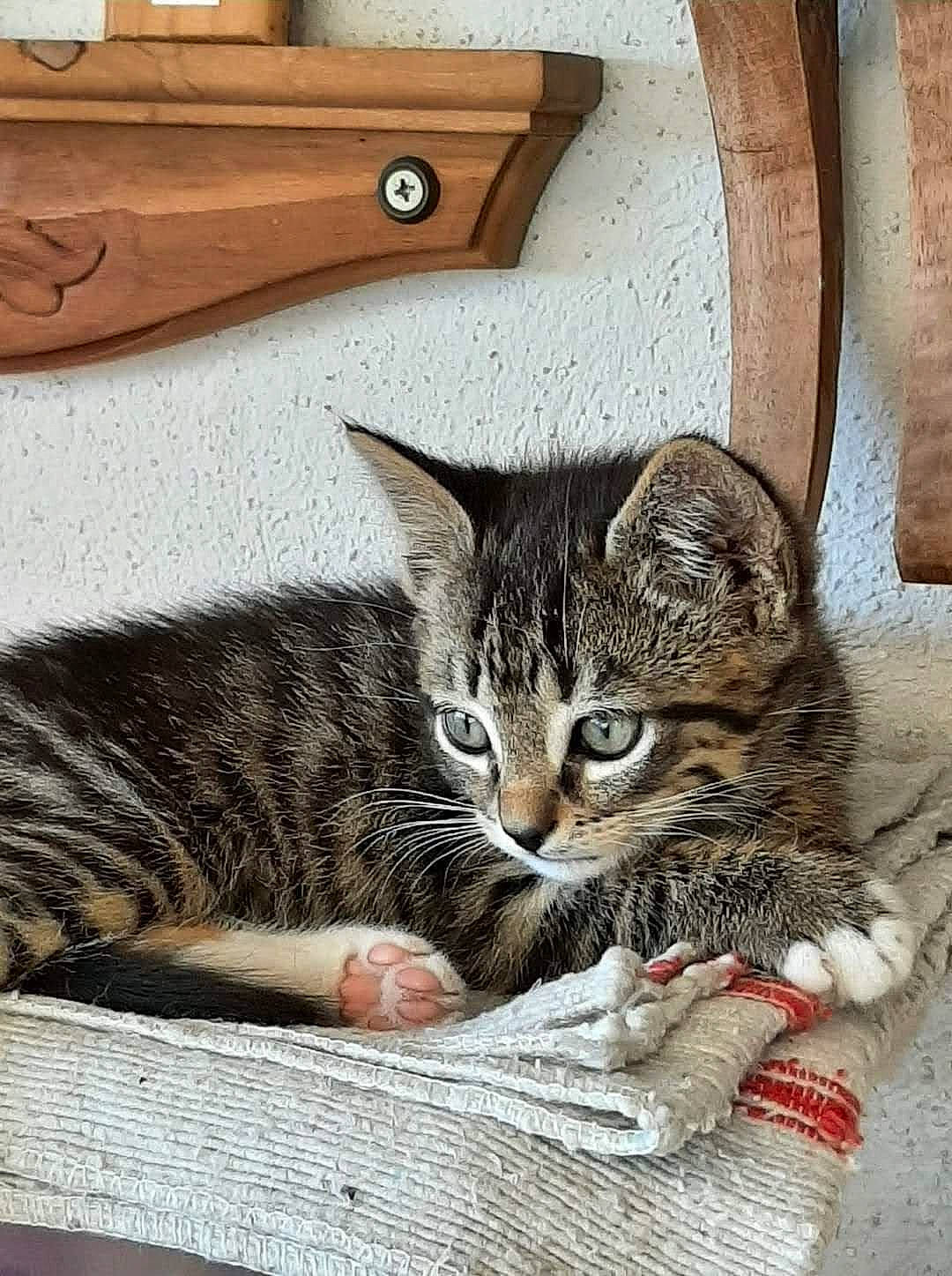 Savane participe au concours pour gagner de l'argent avec cette photo : carnivore, cat, cat_supply, chest, claw, comfort, domestic_short_haired_cat, door, felidae, fur, hardwood, nap, paw, sitting, small_to_medium_sized_cats, snout, vertebrate, whiskers, window, wood