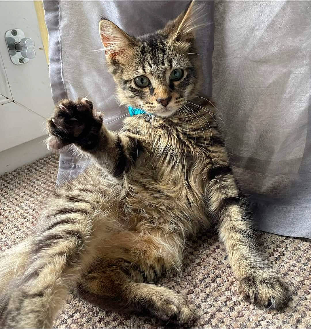 Bambi joined the competition — help win amazing prizes! carnivore, cat, claw, comfort, domestic_short_haired_cat, fawn, felidae, foot, fur, gesture, paw, sitting, small_to_medium_sized_cats, snout, tail, terrestrial_animal, whiskers, wildlife