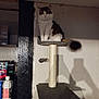cat, cat_tree, scratching_post, indoor, wall, shadow, shelf, bottle, container, pet_food, fluffy_tail, sitting, perch, toy_mouse, vertical_post, furniture, portrait, dim_lighting, calm, cute