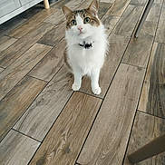 Joker a rejoint le concours — aidez-le/la à gagner de superbes lots ! cat, pet, indoor, wooden_floor, tabby_cat, white_fur, green_eyes, collar, sitting, looking_up, cute, fur, whiskers, kitchen, cabinet, chair_leg, portrait, domestic_animal, tile_floor, wide_eyes