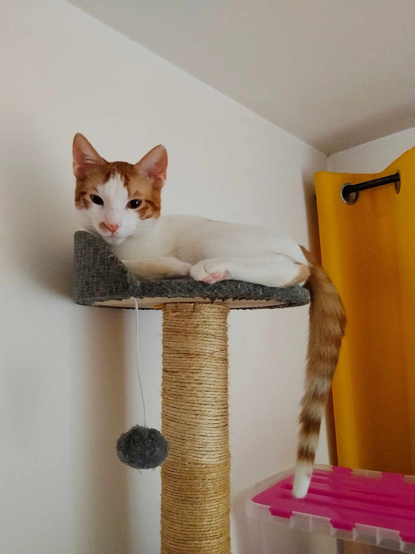 Moka participe au concours pour gagner de l'argent avec cette photo : cat, cat_tree, scratching_post, kitten, orange_tabby, white_fur, tail, pompom, curtain, indoor, relaxed, lounging, shelf, wall, ceiling, storage_box, plastic_container, paw, ears, portrait