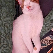 Moka a rejoint le concours — aidez-le/la à gagner de superbes lots ! cat, sleeping_cat, orange_and_white, pet, feline, pillow, blanket, bed, cozy, indoor, relaxed, nap, whiskers, tail, paws, fur, portrait, closeup, domestic, cute