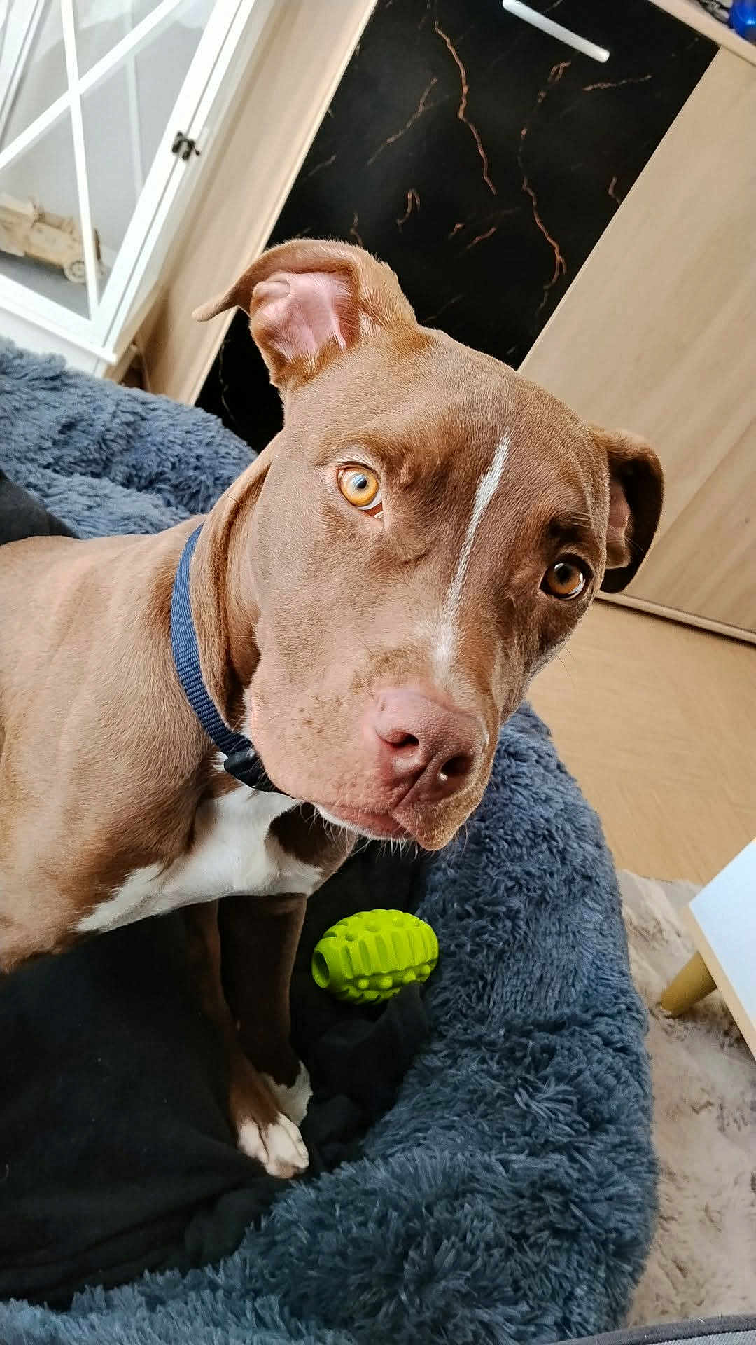 Muffasa participe au concours pour gagner de l'argent avec cette photo : dog, brown_dog, pitbull_type, dog_bed, chew_toy, green_toy, amber_eyes, white_marking, collar, close_up, portrait, indoor, living_room, floppy_ear, nose, paw, fur, blanket, relaxed, pet