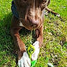 animal, brown_dog, canine, chewing, close_up, daylight, dog, ears, grass, green_toy, nature, outdoor, paw_print, pet, playful, snout, summer, sunlight, toy, white_paws