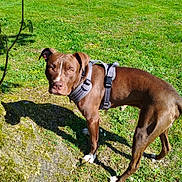 Muffasa a rejoint le concours — aidez-le/la à gagner de superbes lots ! alert, animal, brown_dog, canine, daylight, dog, ears, grass, greenery, harness, lawn, looking, nature, outdoor, park, pet, shadow, sunlight, tree_root, walking