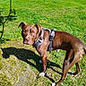 alert, animal, brown_dog, canine, daylight, dog, ears, grass, greenery, harness, lawn, looking, nature, outdoor, park, pet, shadow, sunlight, tree_root, walking