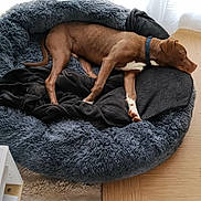 Muffasa participe au concours pour gagner de l'argent avec cette photo : dog, brown_dog, pet, dog_bed, plush_bed, blanket, sleeping, indoor, living_room, hardwood_floor, toy, green_toy, collar, couch, cushion, curtain, paw, snout, relaxed, floor_rug